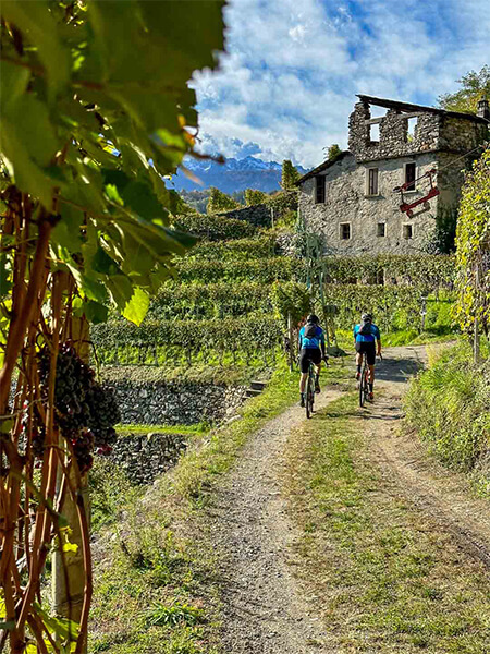 Ciclisti nelle vigne della Valtellina