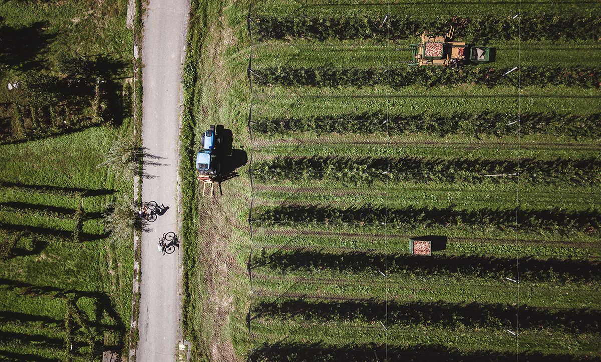 APPLE ORCHARDS BY E-BIKE Gravellina Foto drone dei Meleti in Valtellina